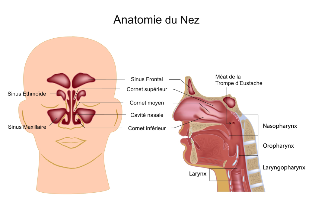 Anatomie nez et sinus1