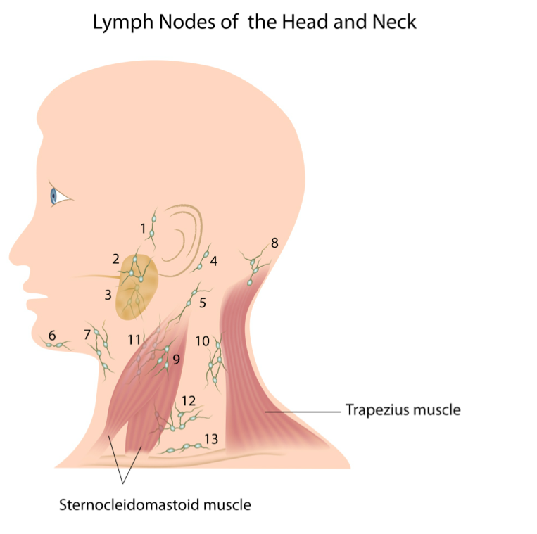 Lymphe nodes 149230217