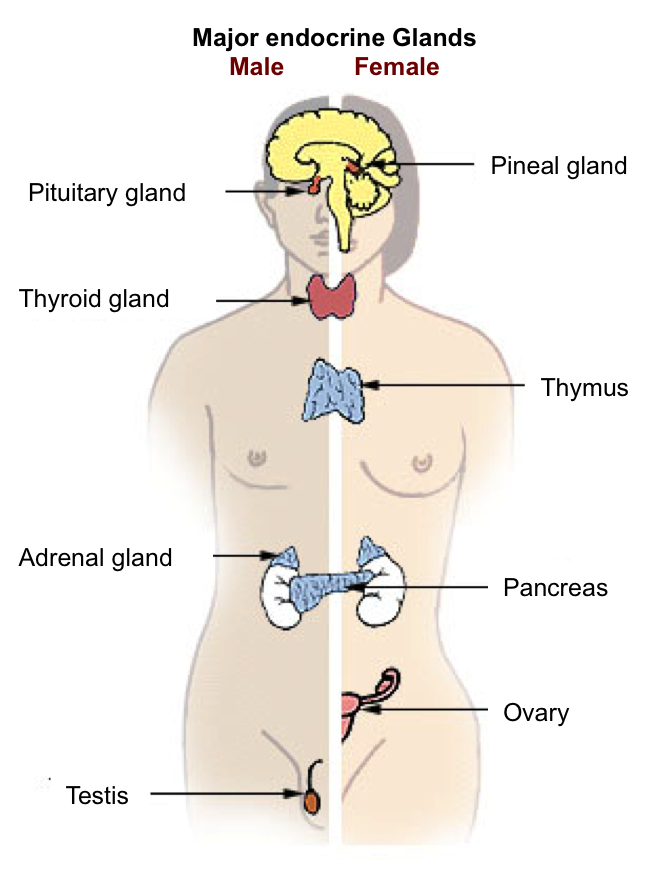 major endocrine glands LABEL FOR REUSE WITH MODIFICATION Google 10 sept 2015